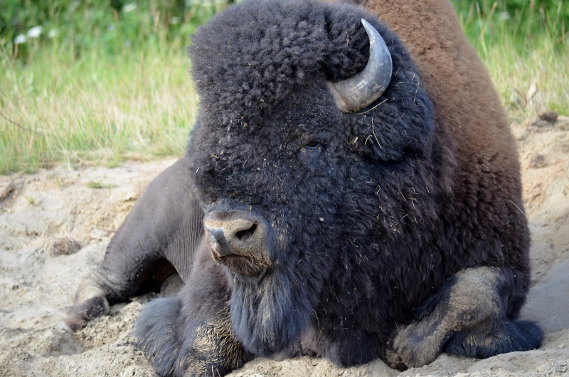 Boomers on the Move Watson Lake,