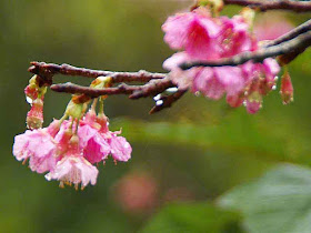 flowers, pink blossoms, raindrops