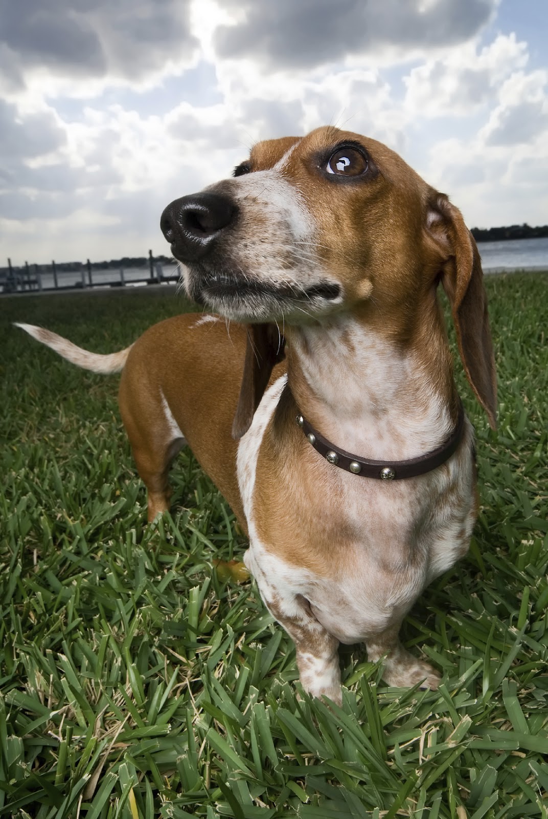 Bravo Dog Training Why Won't My Dog Listen to Me?