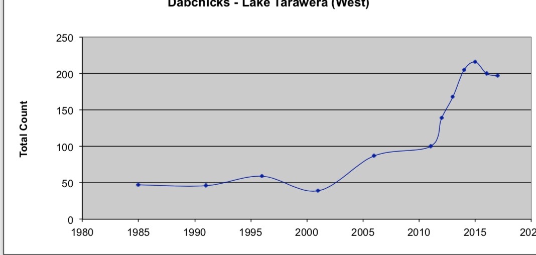 Graph showing dabchick numbers on Lake Tarawera