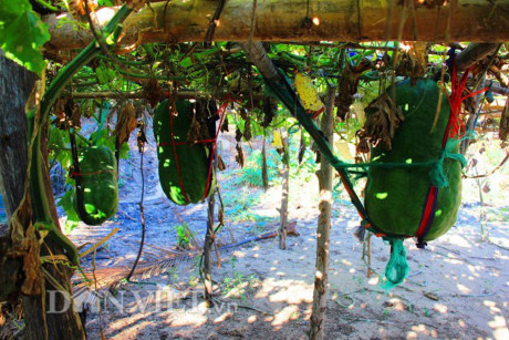 Kinh ngac tram trai bi dao khong lo nua ta luc liu tren gian - Anh 6