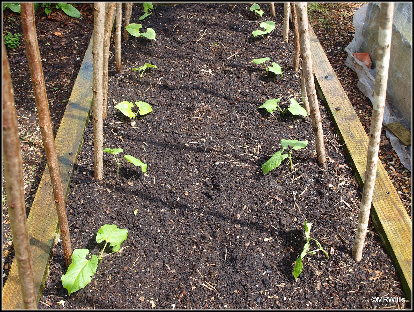 Mark's Veg Plot Planting Runner Beans
