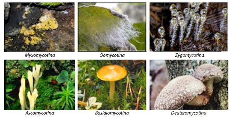 BIOLOGI GONZAGA: FUNGI - ESSAY