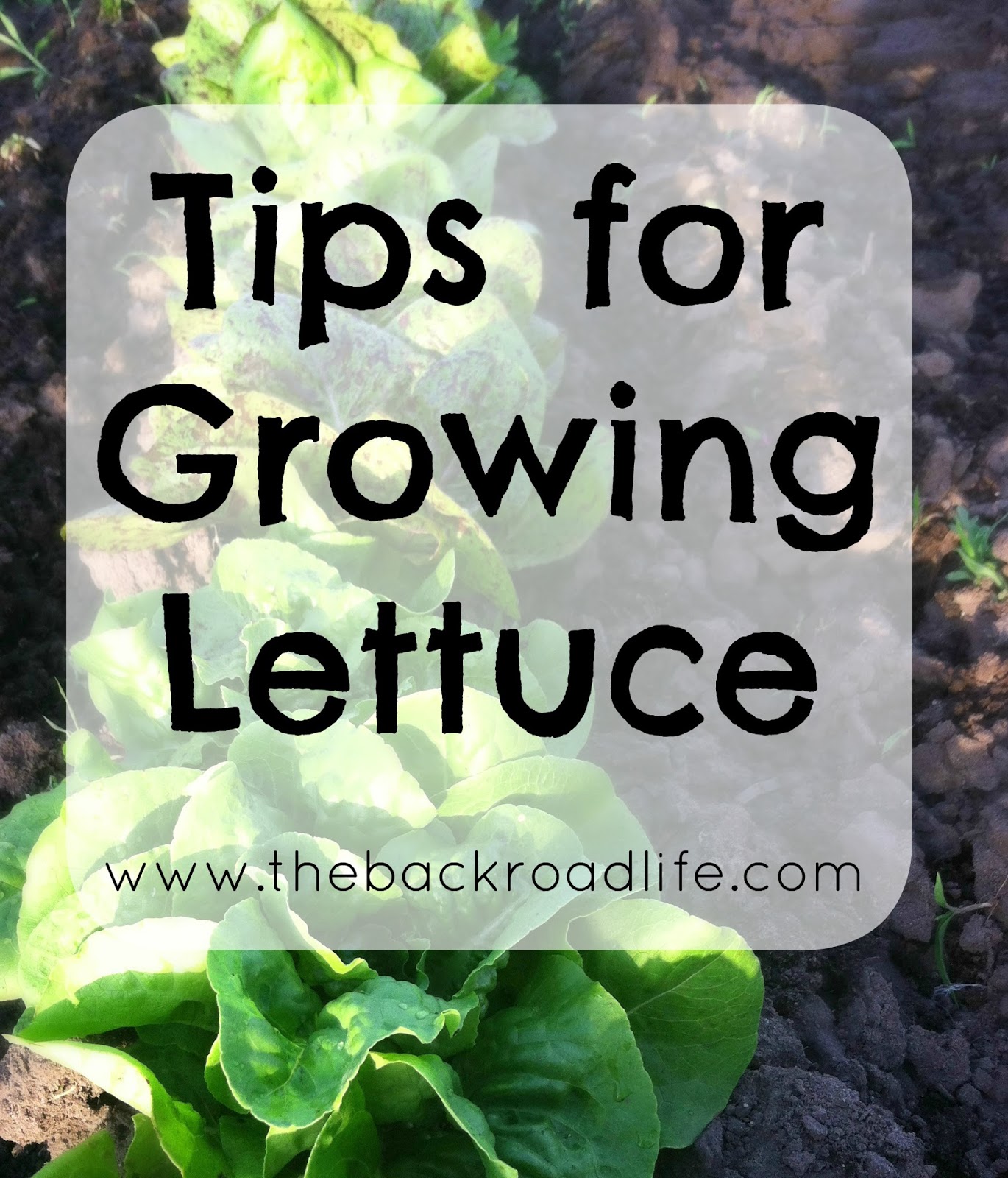 The Backroad Life Tips for Growing Lettuce