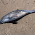 (ΕΛΛΑΔΑ)2 δελφίνια 28 θαλάσσιες χελώνες (26 καρέτα -καρέτα) 1 καρχαροειδές και  (01) φώκια εντοπίστηκαν νεκρά  τον  Ιούλιο και  τον Αύγουστο 