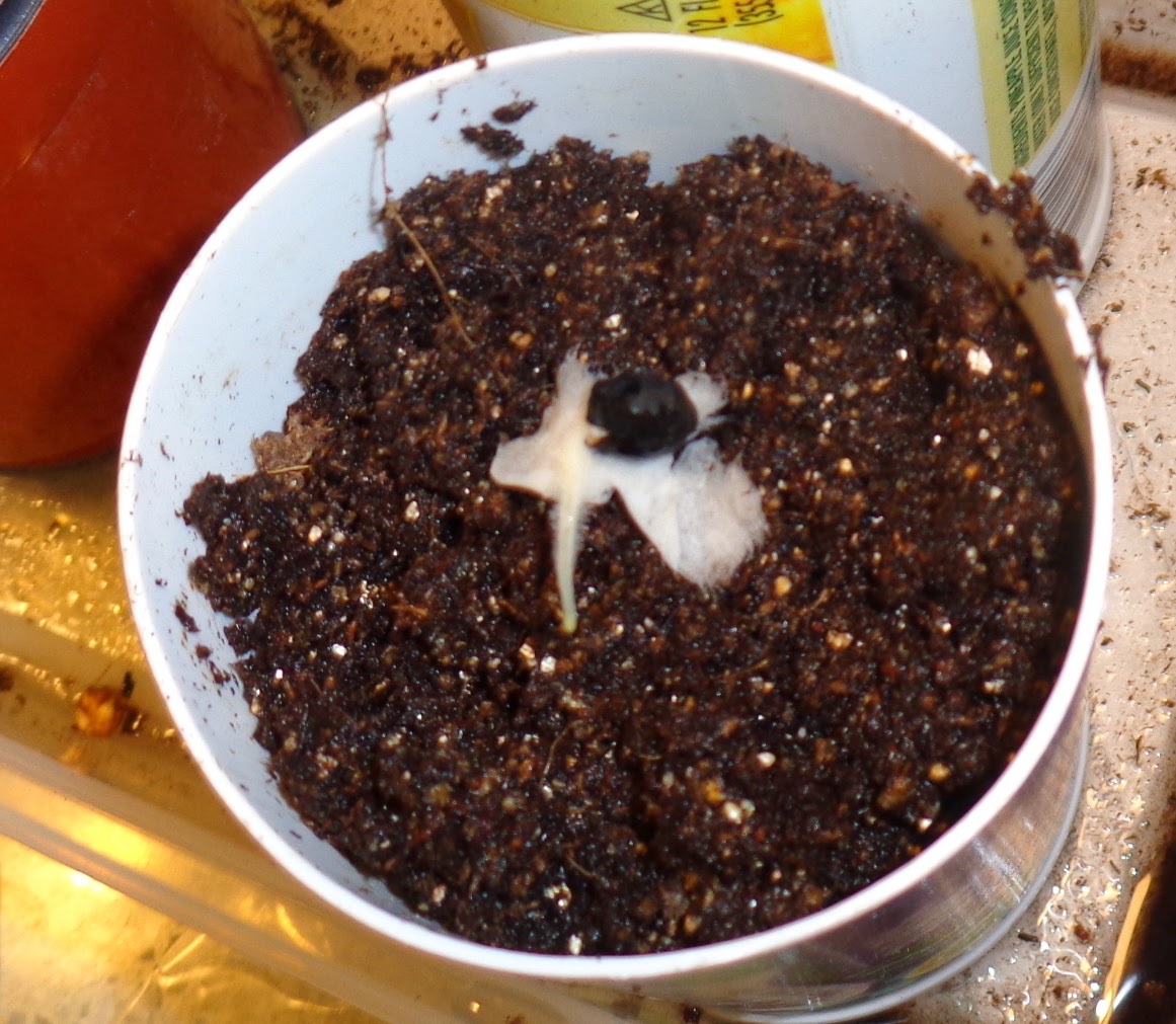 Daniel's Pacific NW Garden Four O'Clock Seedlings. 4.6.14