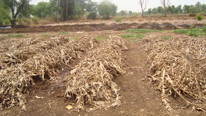 Organic Manure