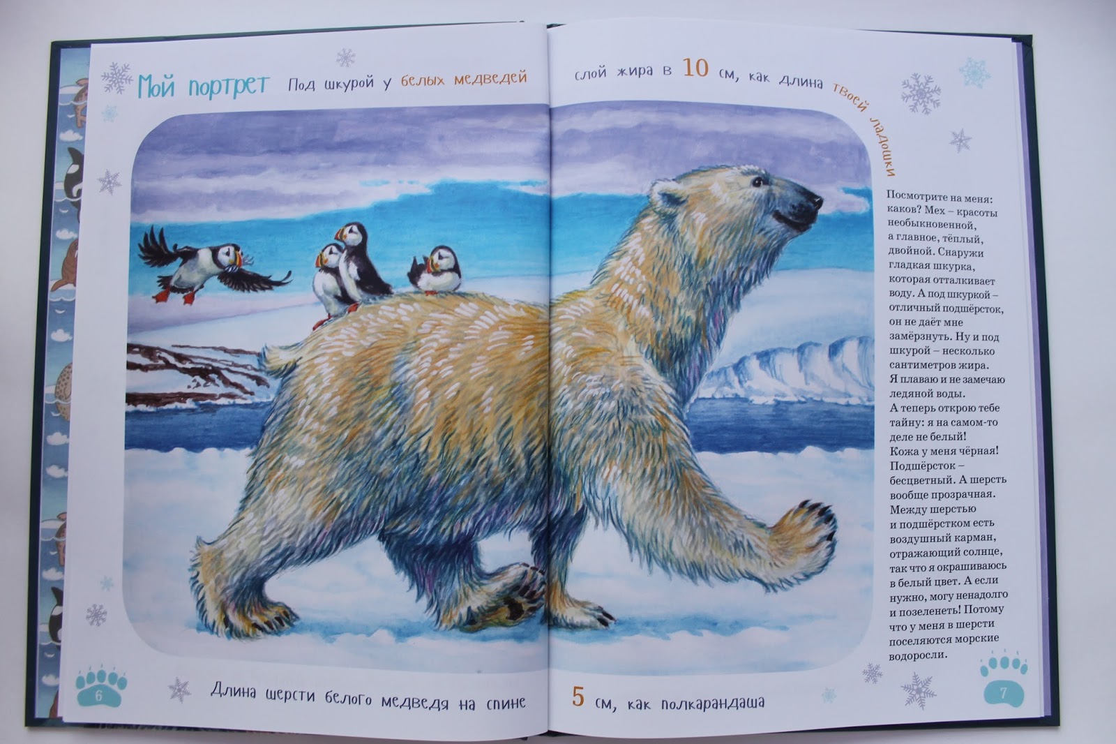 Медведь умеет читать. Книги о белых медведях. Книги о белых медведях для детей.