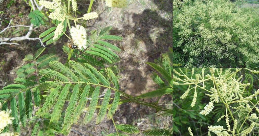 Argentina nativa Ñapinday (Acacia bonariensis)