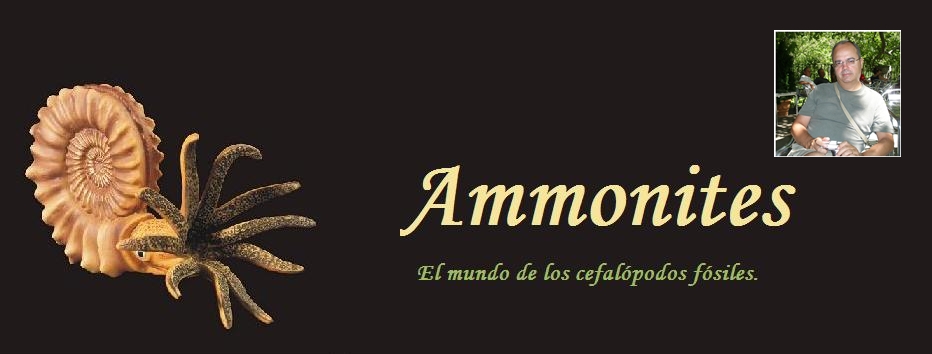 Ammonites y otros fósiles.