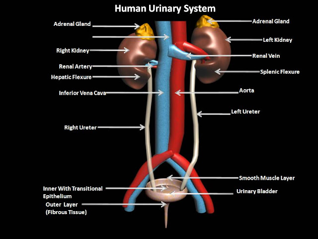 Manash (Subhaditya Edusoft): URINARY SYSTEM: Filter System of Human Body