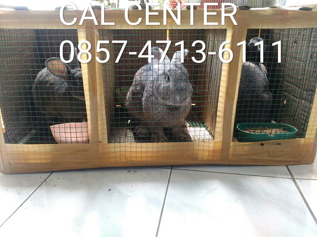 Jual Kelinci Balikpapan Kaltim Kalimantan Timur Kebutuhan Kelinci