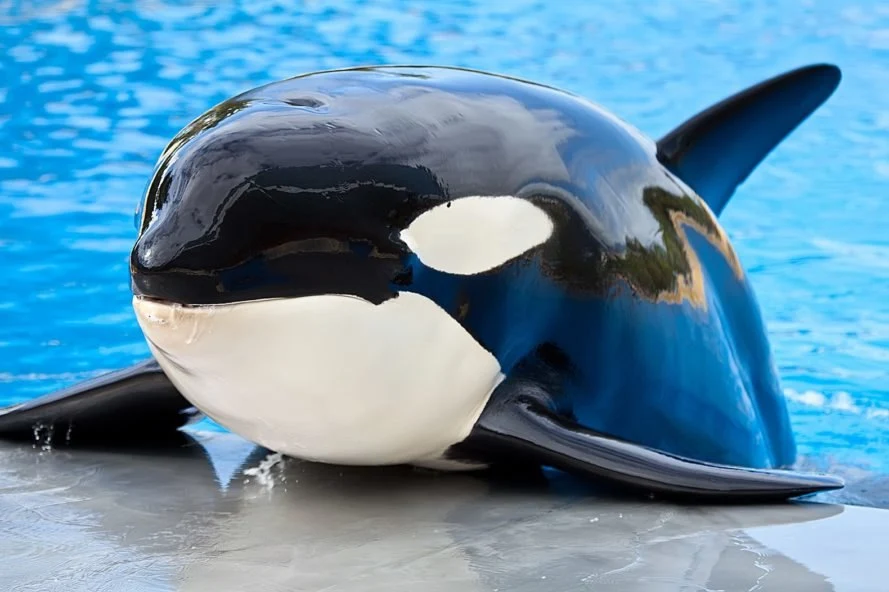 The killer whale spoke in a human voice