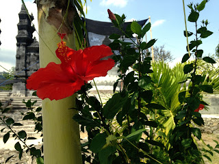 hibiscus flower plant in the garden