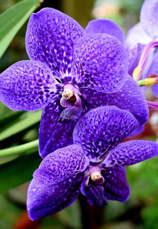 Orchid Daze 2018 | Atlanta Botanical Garden | Photo: Travis S. Taylor
