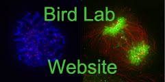Bird Lab Website