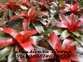 ANEKA BROMELIA BROMELIA-MERAH-KECAP