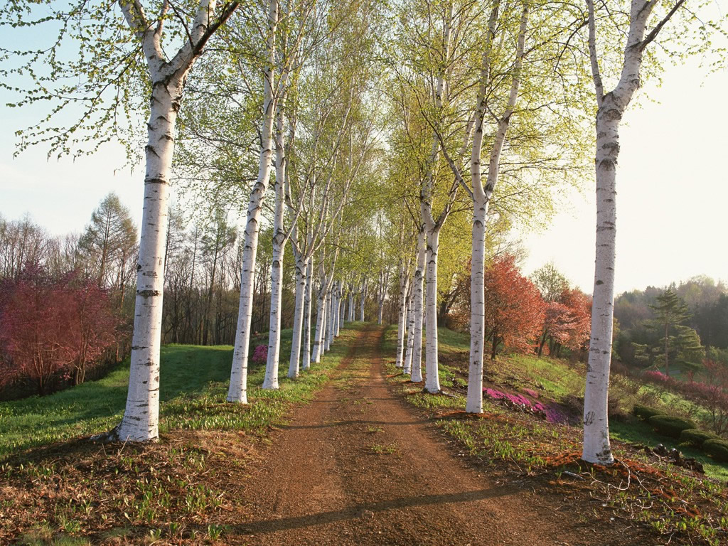 Top 35 Beautiful And Fabulous Paths Wallpapers In HD