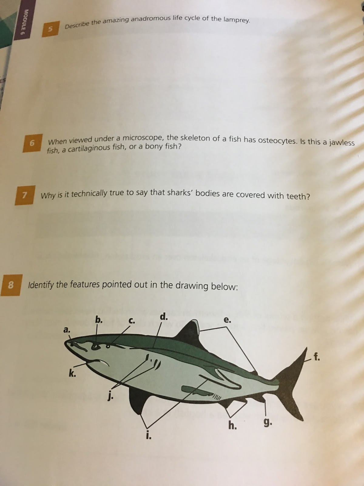 Krazy Kuehner Days Apologia Educational Ministries Marine Biology