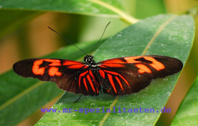 P1030270 Frau Rosenfräulein Mit Rosen Delikat Essen https://rosenprodukte.com Schmetterlinge