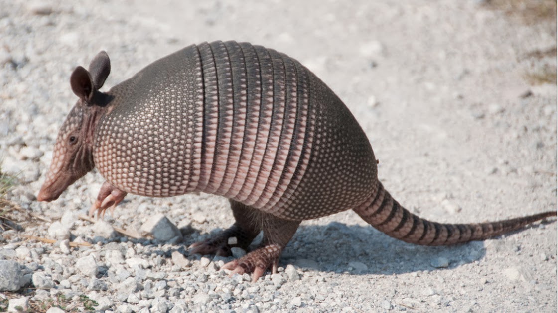 Armadillos Carry Leprosy - Pets