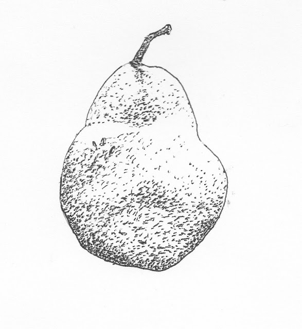 ink pear drawing