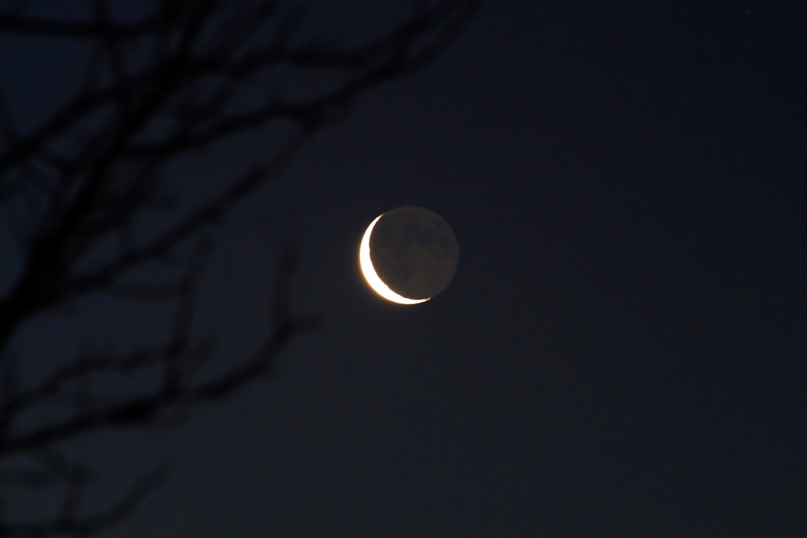 crescent moon with branches