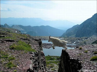 funny_picture_sheep_jump