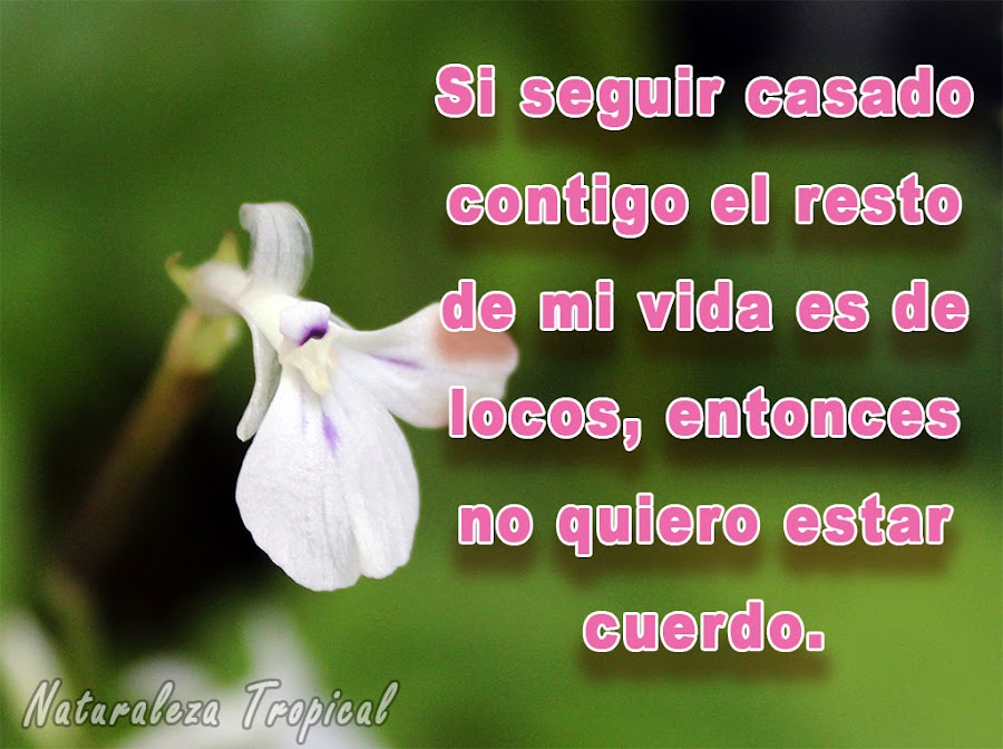 Si seguir casado contigo el resto de mi vida es de locos, entonces no quiero estar cuerdo.