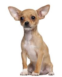 Anjing Ras Chihuahua
