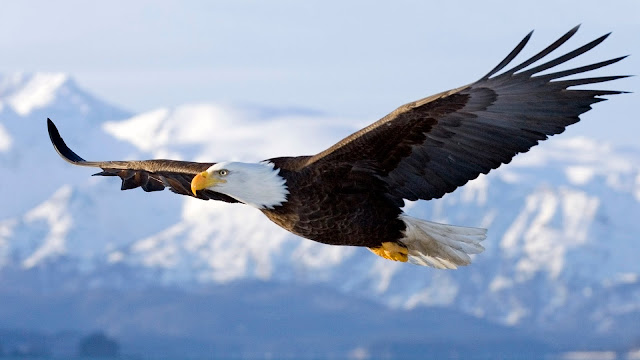 David Wilcock ~ The Day of the Event - Countdown to Celebration Bald-eagle