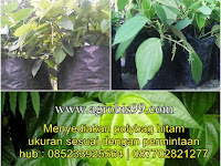 Mudah dan Praktis Menanam Daun Sirih dengan Polybag