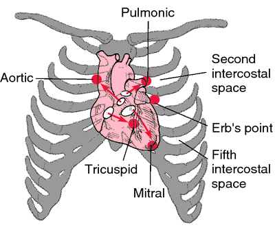 Paramedic Student S1, S2, Heart Tones