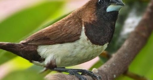 Download Suara Burung Pipit Gacor Untuk Masteran Mp3