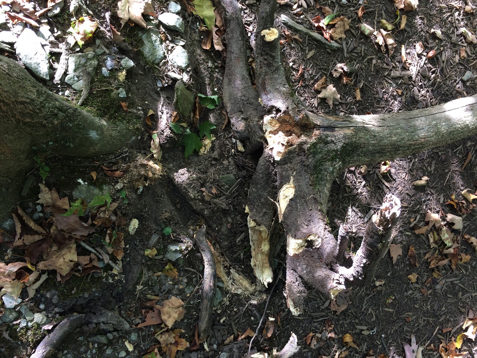 DumbAnchors Some trees aren't so good.