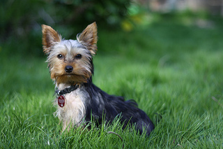 Yorkshire terrier breed