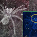 Rare Spider Fossil Preserves 100-Million-Year-Old Glowing Eyes