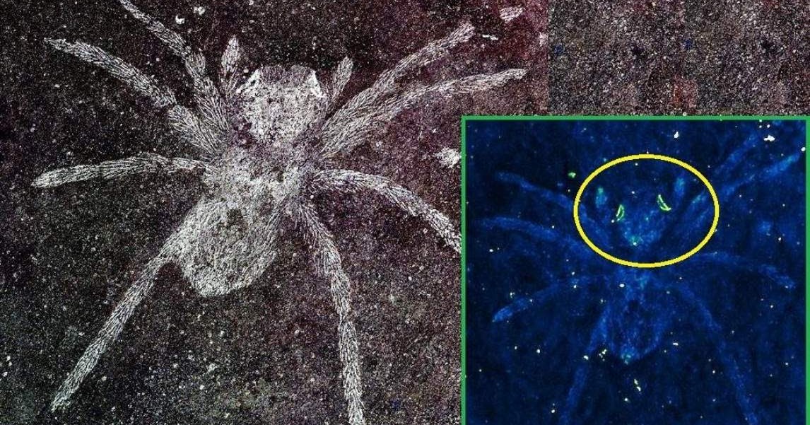 Rare Spider Fossil Preserves 100-Million-Year-Old Glowing Eyes image pic