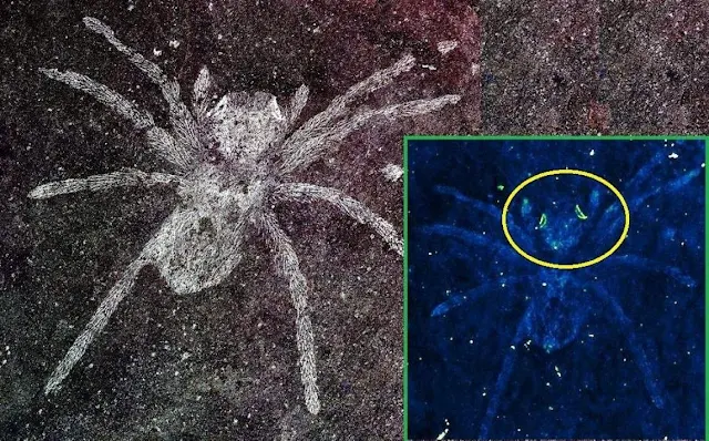 Rare Spider Fossil Preserves 100-Million-Year-Old Glowing Eyes