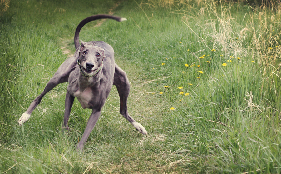 The Blinking Blog. Vegas & ChiliBean....greyhounds striking a pose.