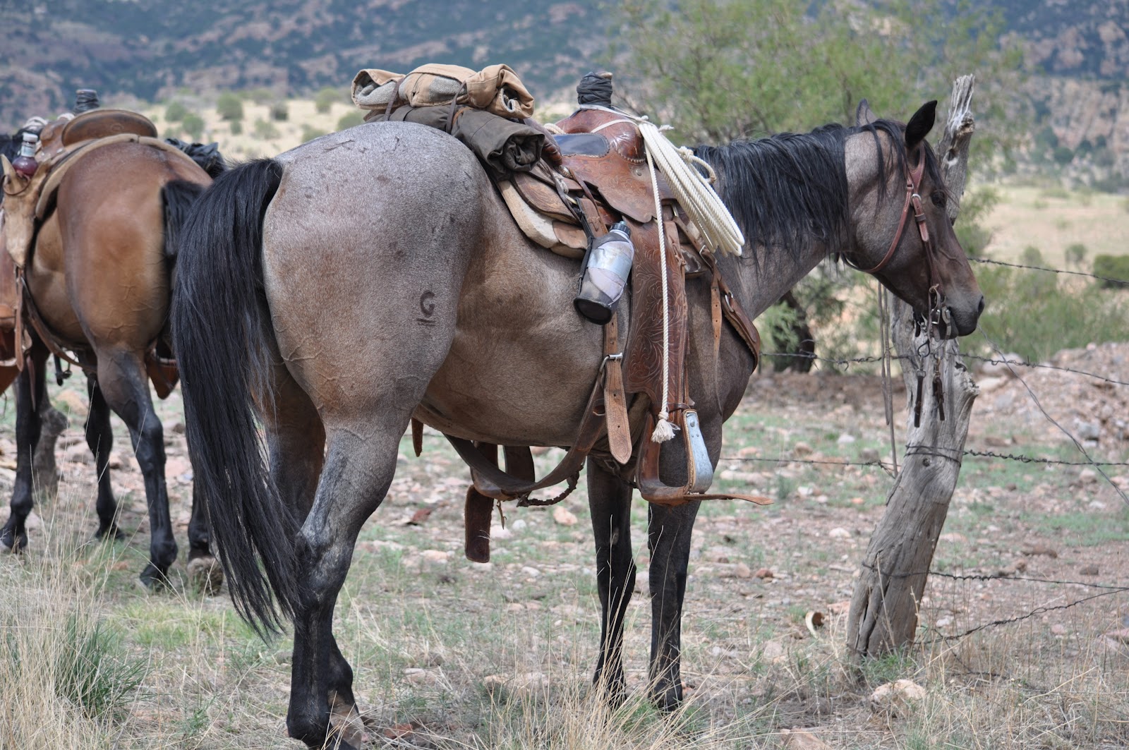 Living on Winchester Ranch Saddles, Ropes, Canteens, and other Gear