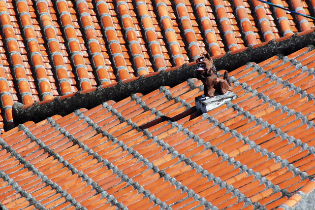 宮古島の癒し 八重山の刺激 竹富島に残る沖縄の原風景 赤瓦の屋根