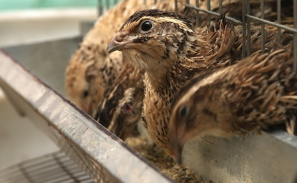 QUAIL FARMING FREE TRAINING EBOOK