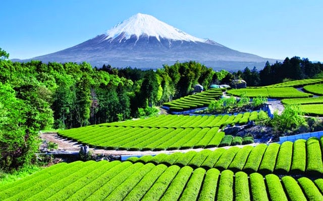 Tea Garden near Mt. Fuji, Japan