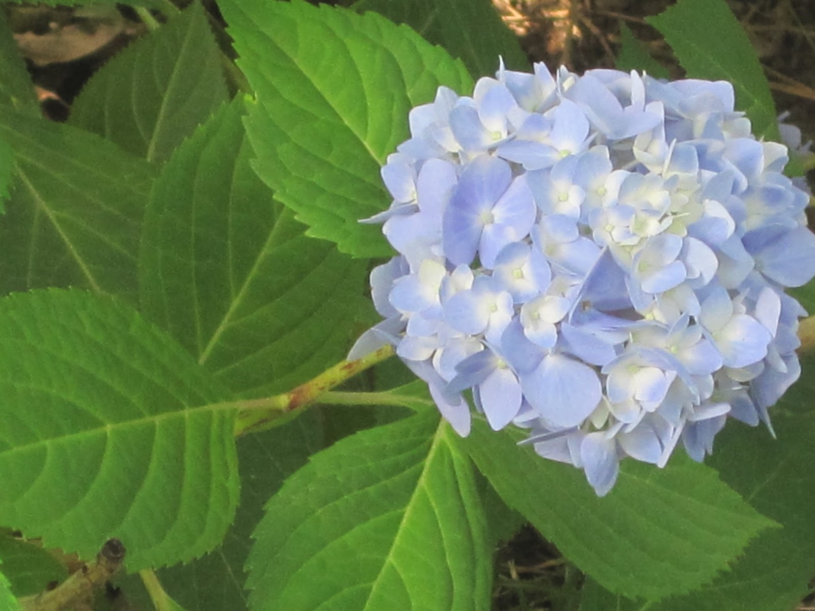 Decorated Chaos Blue Hydrangea in Bloom