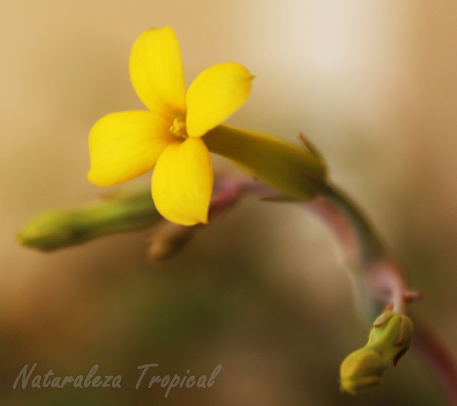 Flor típica de la planta suculenta Arbolito de Navidad, Kalanchoe laciniata