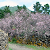 Ruta: Almendros en flor - Santiago del Teide - Arguayo