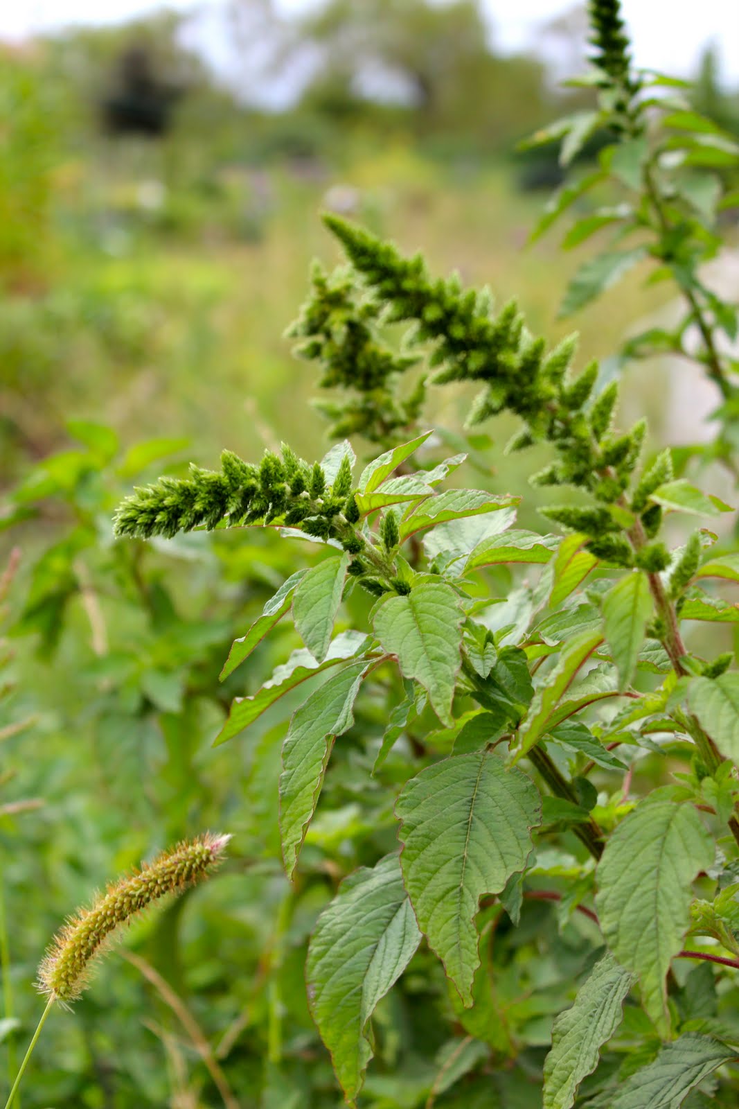 Florez Nursery Amaranthus viridis
