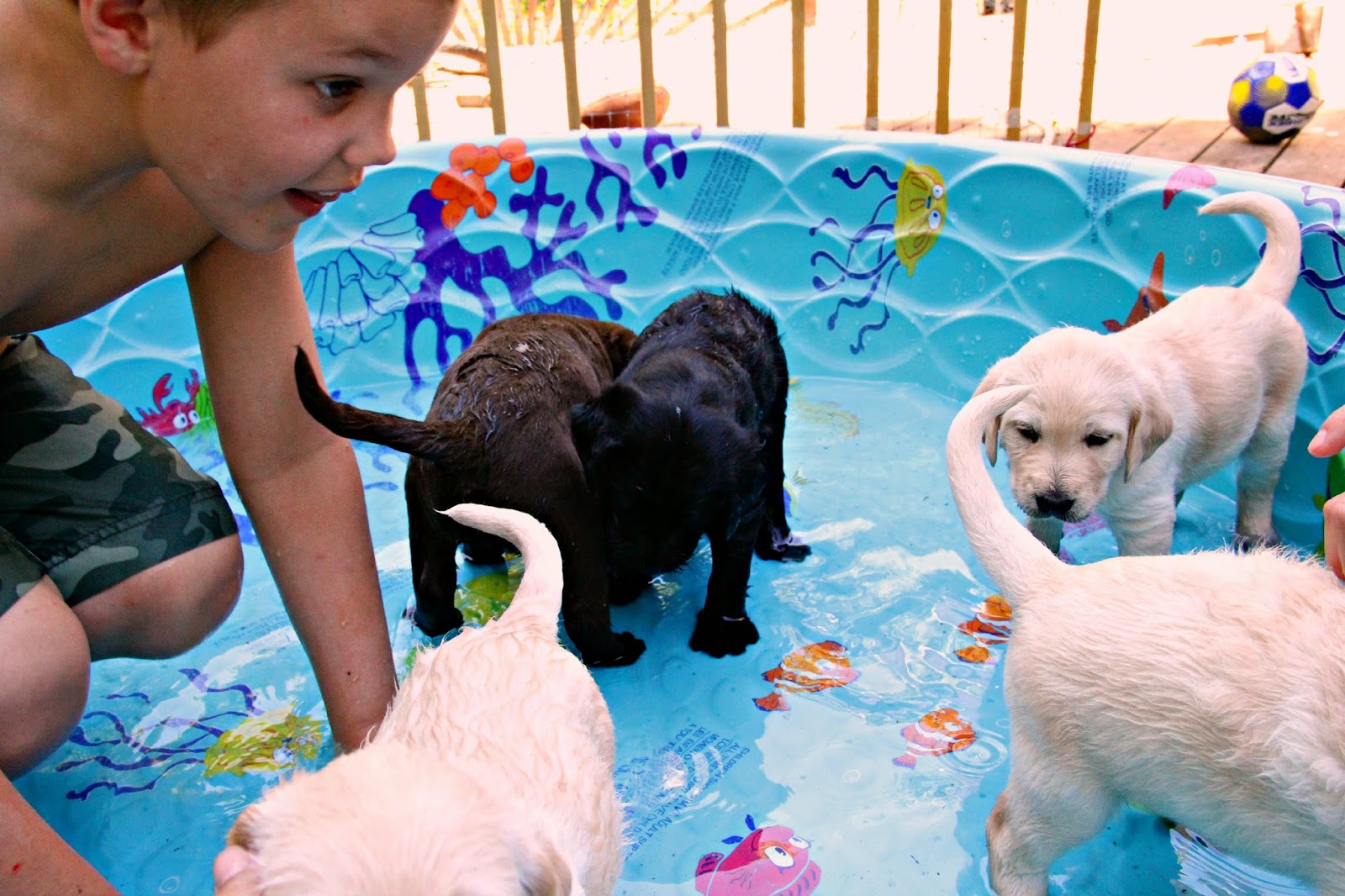 No Ordinary Sparrow Puppy Pool Party!