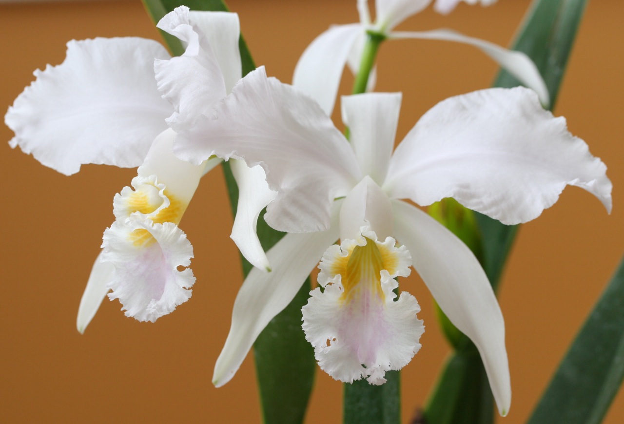 莫西埃原种卡特兰（Cattleya_mossiae）
